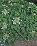 Hydrangea petiolaris