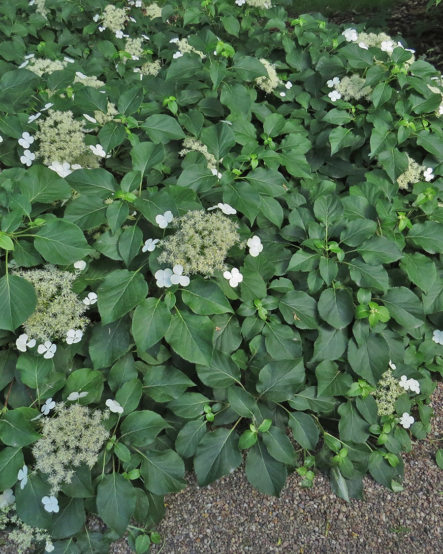 Image of Hydrangea petiolaris specimen.