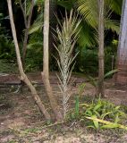 Dracaena marginata