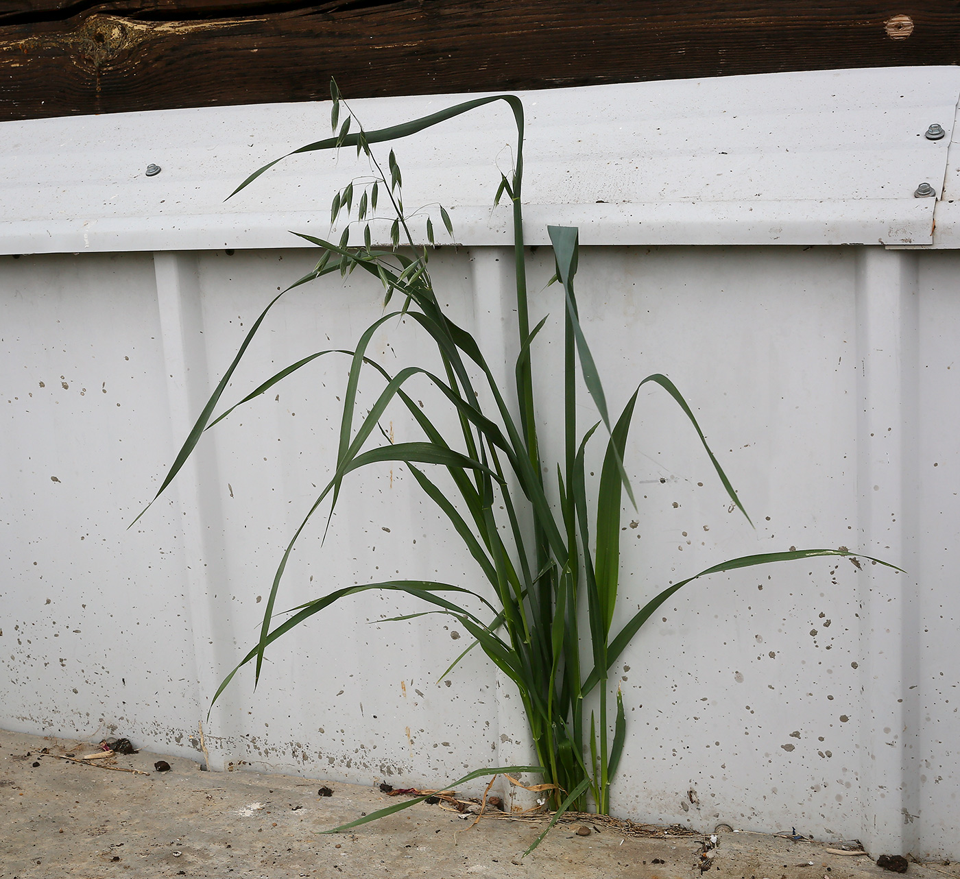 Image of Avena sativa specimen.