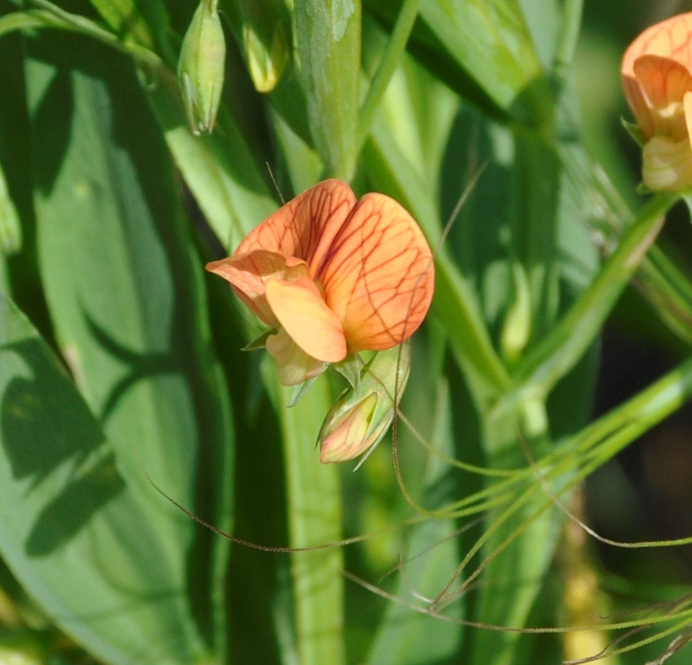 Изображение особи Lathyrus annuus.