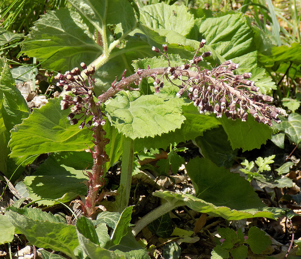 Изображение особи Petasites hybridus.