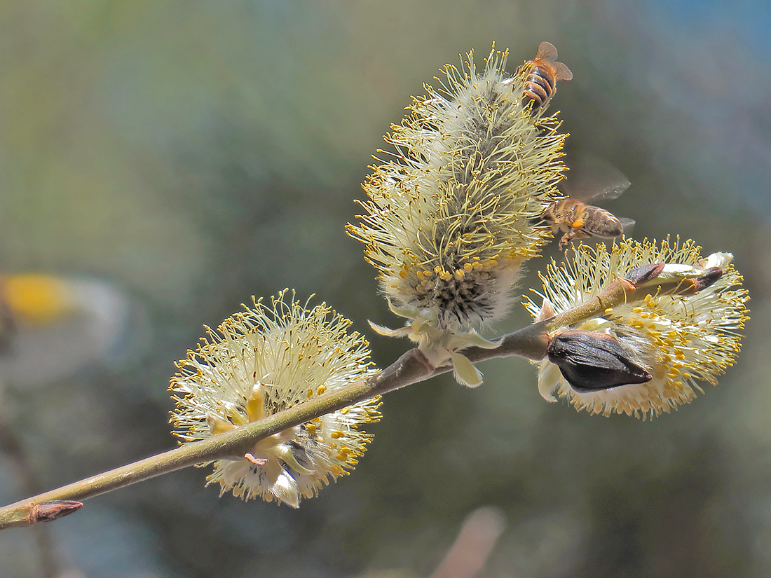 Image of Salix caprea specimen.