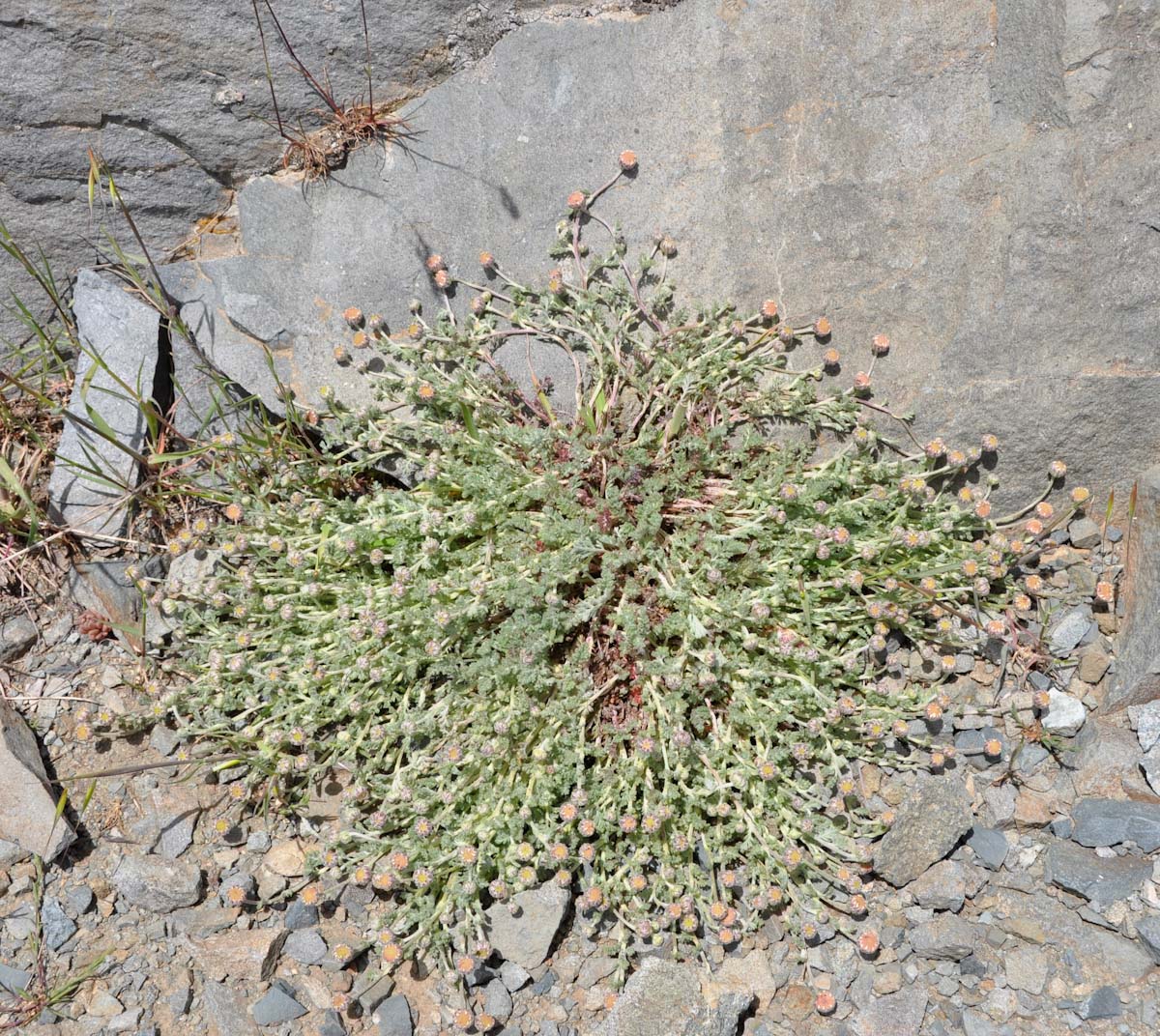 Изображение особи Anthemis plutonia.