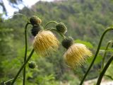 Cirsium erisithales. Соцветия. Украина, Закарпатская обл., Тячевский р-н, с. Усть-Черная, склон г. Мокрая вдоль реки Брустурянка. 25.06.2010.