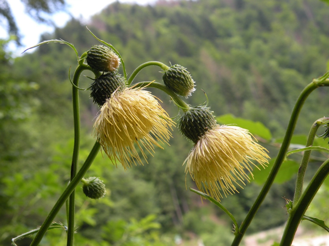 Изображение особи Cirsium erisithales.