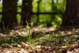 Ornithogalum boucheanum