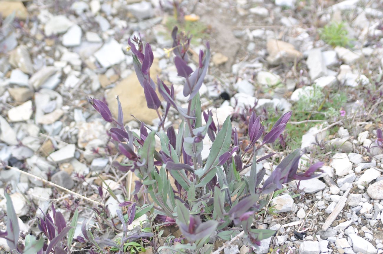 Image of genus Conringia specimen.