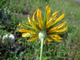 Tragopogon orientalis