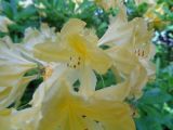 Rhododendron molle подвид japonicum. Цветки. Тверская обл., г. Тверь, Заволжский р-н, ботанический сад ТвГУ, в культуре. 1 июня 2019 г.