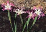 Dianthus tetralepis