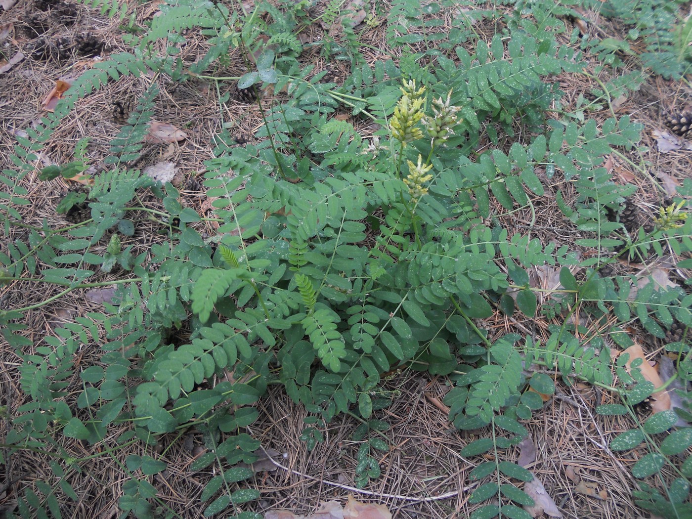Изображение особи Astragalus cicer.