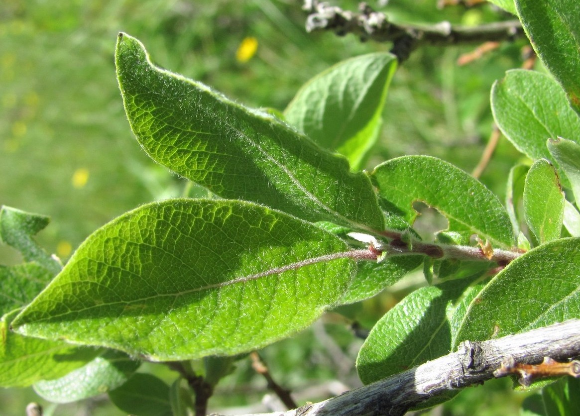 Image of Salix pseudodepressa specimen.