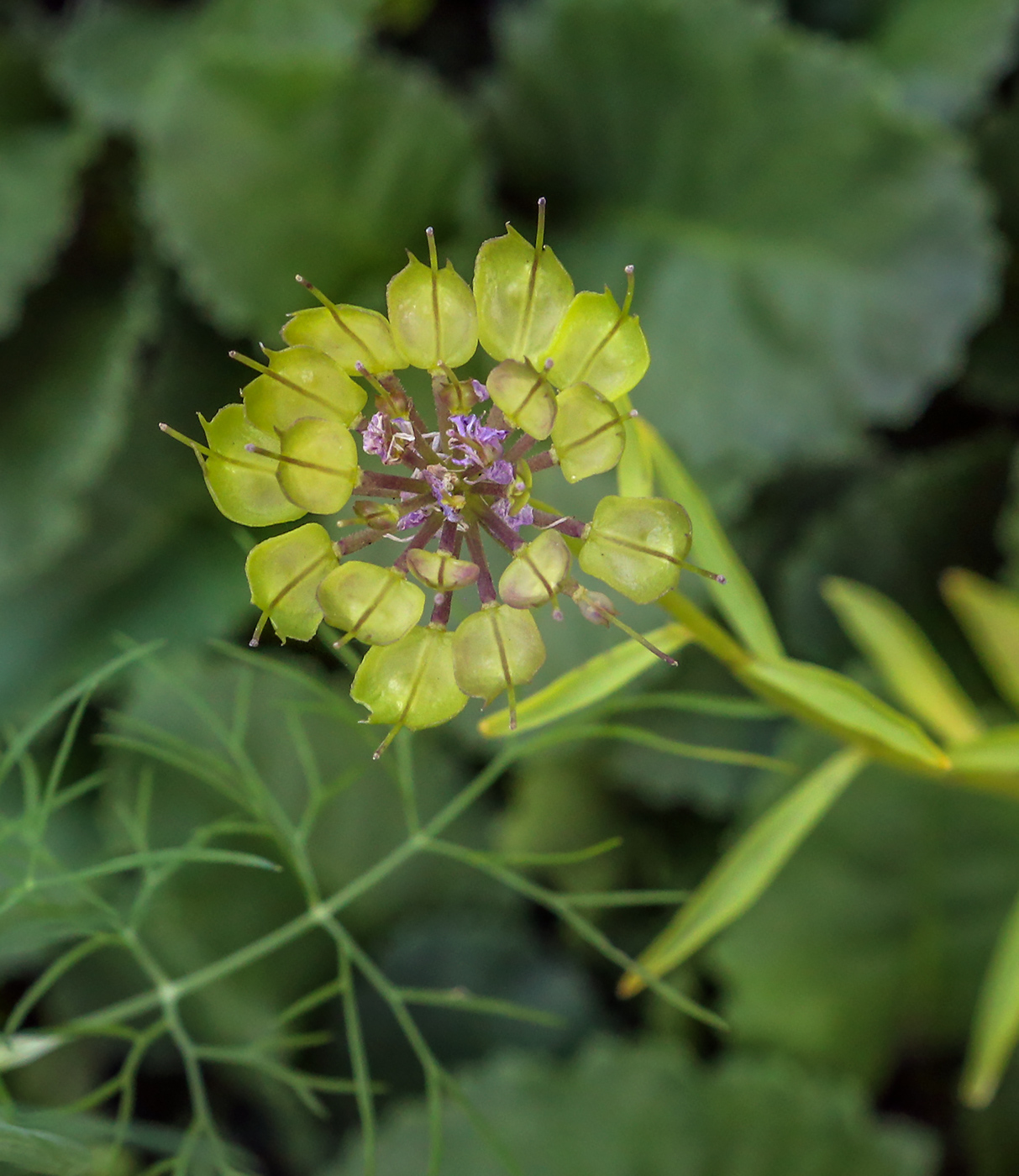 Изображение особи Iberis umbellata.