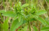 Potentilla norvegica