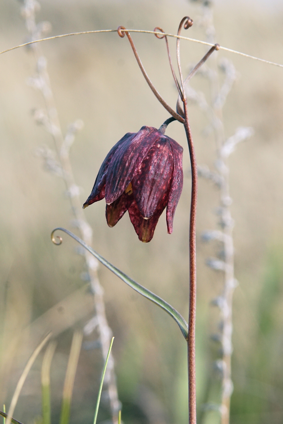 Изображение особи Fritillaria ruthenica.