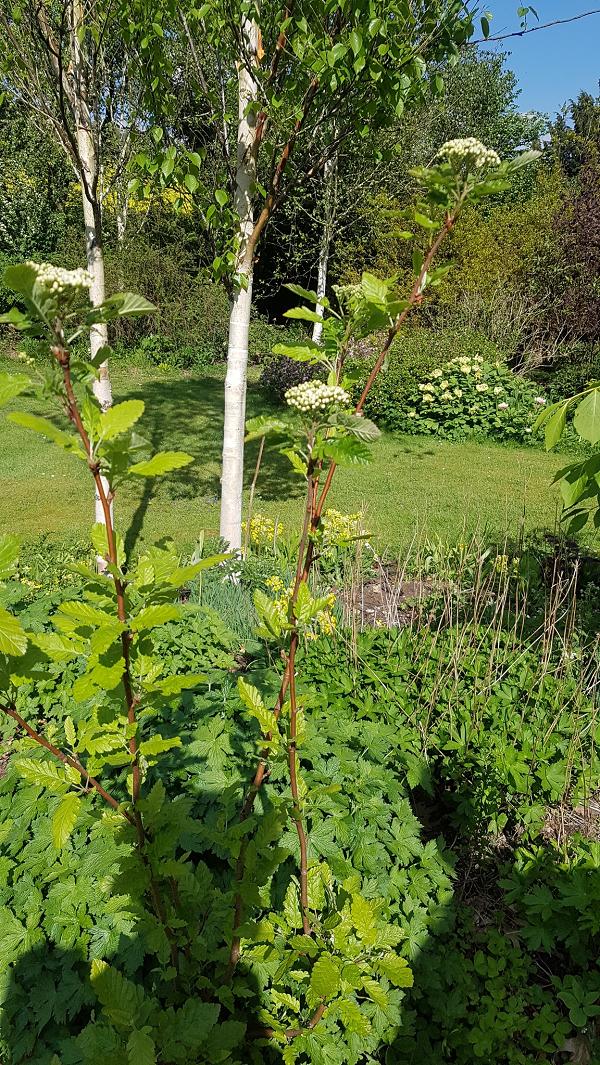 Image of Sorbus &times; thuringiaca specimen.