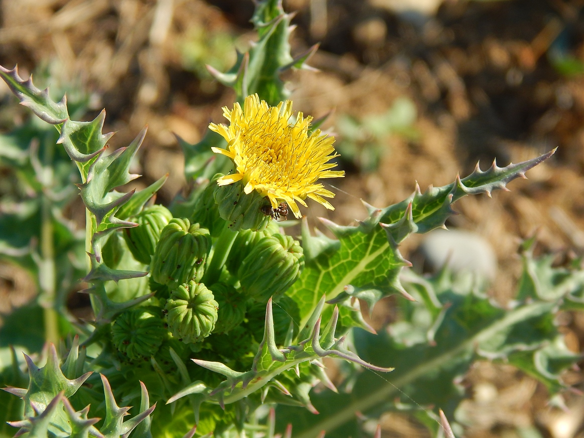 Image of Sonchus asper specimen.