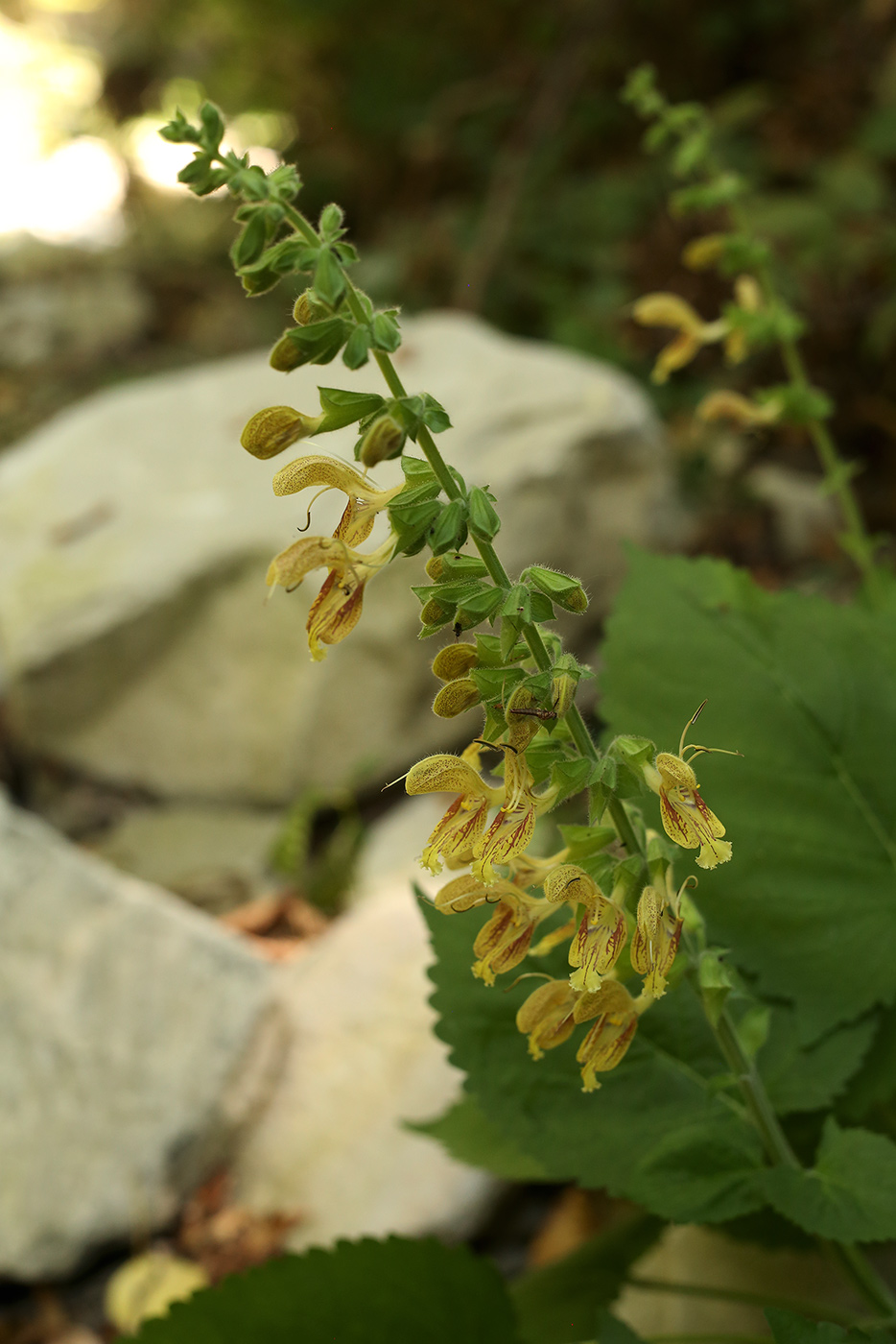 Image of Salvia glutinosa specimen.