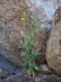 Senecio viscosus. Цветущее растение. Кабардино-Балкария, Эльбрусский р-н, окр. г. Тырныауз, ок. 1300 м н.у.м., среди камней. 05.07.2019.