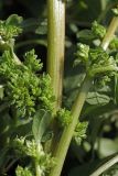 Amaranthus blitum