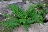 Athyrium filix-femina