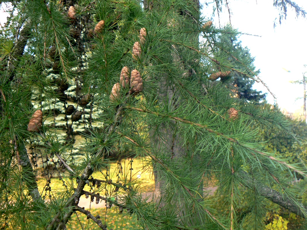 Изображение особи Larix gmelinii.