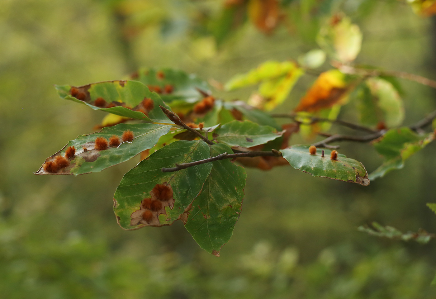 Image of Fagus orientalis specimen.