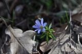 Anemone caucasica