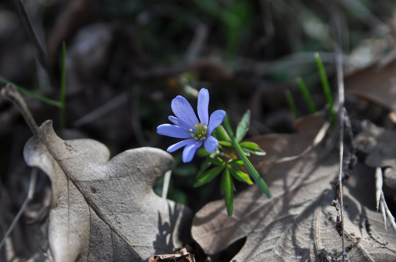 Image of Anemone caucasica specimen.