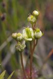 Drosera anglica. Соцветие с аномальными цветками. Сахалинская обл., Охинский р-н, окр. г. Оха, побережье Охотского моря, юго-западный берег залива Кету (Первая бухта), старая автомобильная колея.