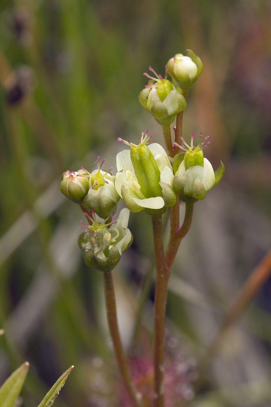 Image of Drosera anglica specimen.