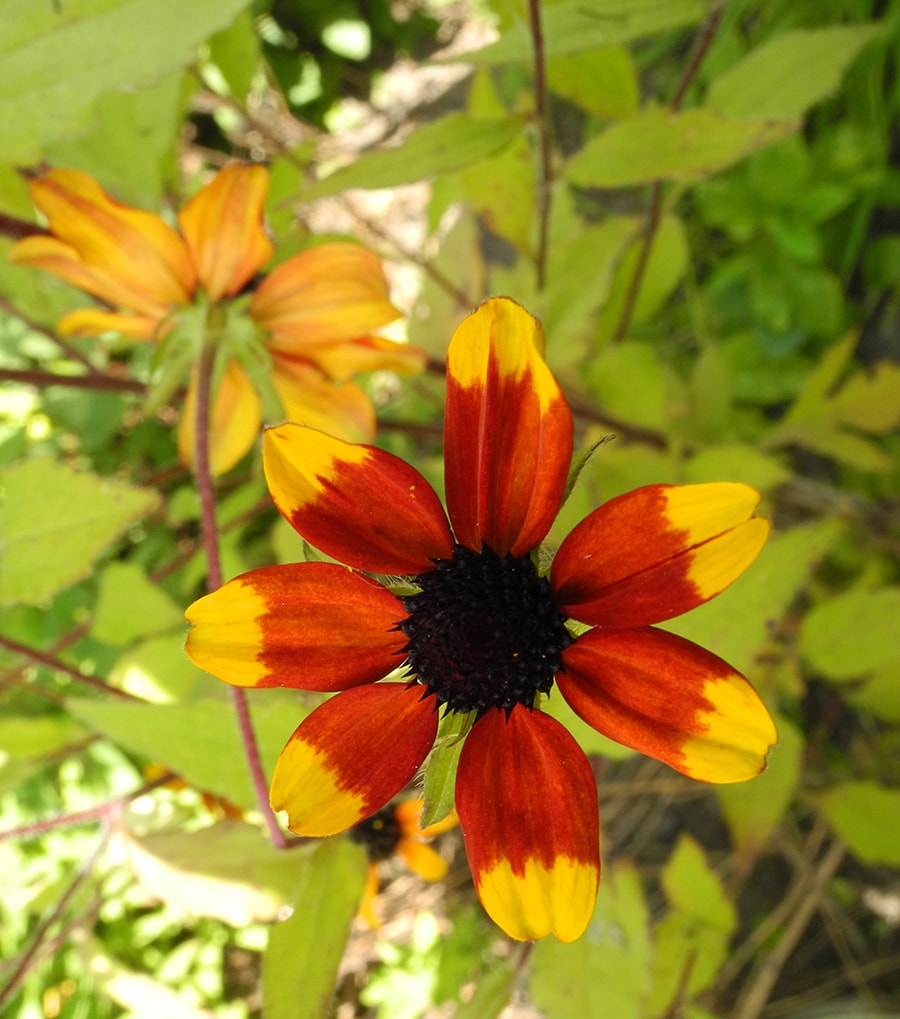 Image of Rudbeckia triloba specimen.