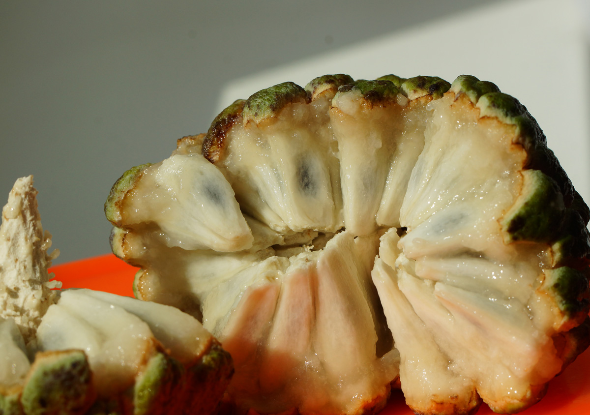 Image of Annona squamosa specimen.