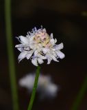 Cephalaria joppensis. Соцветие. Израиль, Нижняя Галилея, г. Верхний Назарет, ландшафтный парк. 09.05.2016.