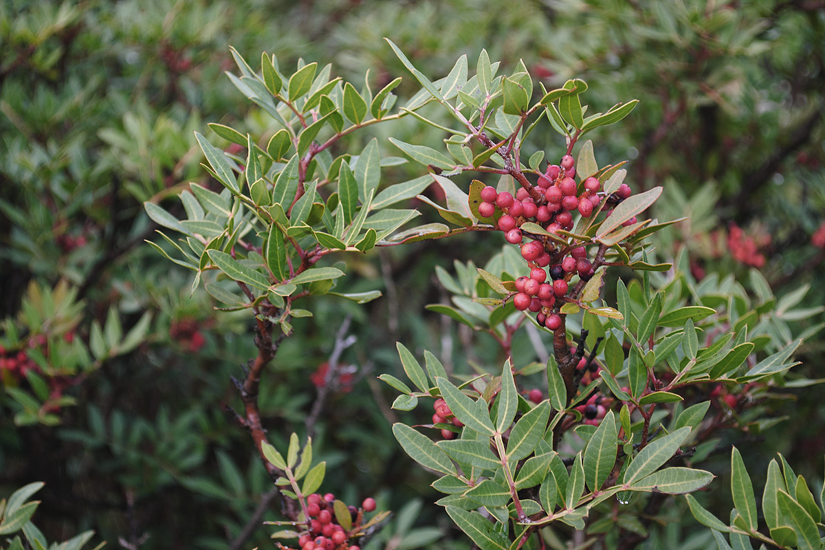 Изображение особи Pistacia lentiscus.