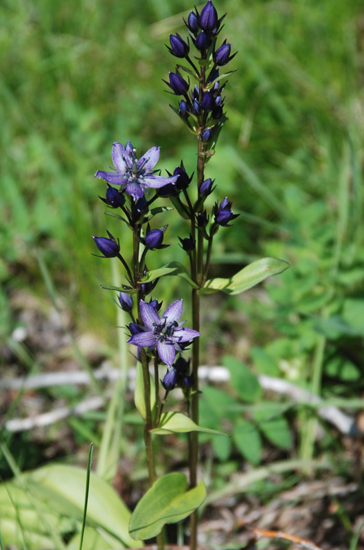 Image of Swertia obtusa specimen.