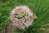 Allium nutans. Соцветие с распускающимися цветками и кормящимися луговыми мотыльками (Loxostege sticticalis). Иркутская обл., Иркутский р-н, дер. Позднякова, огород, в культуре. 31.07.2019.