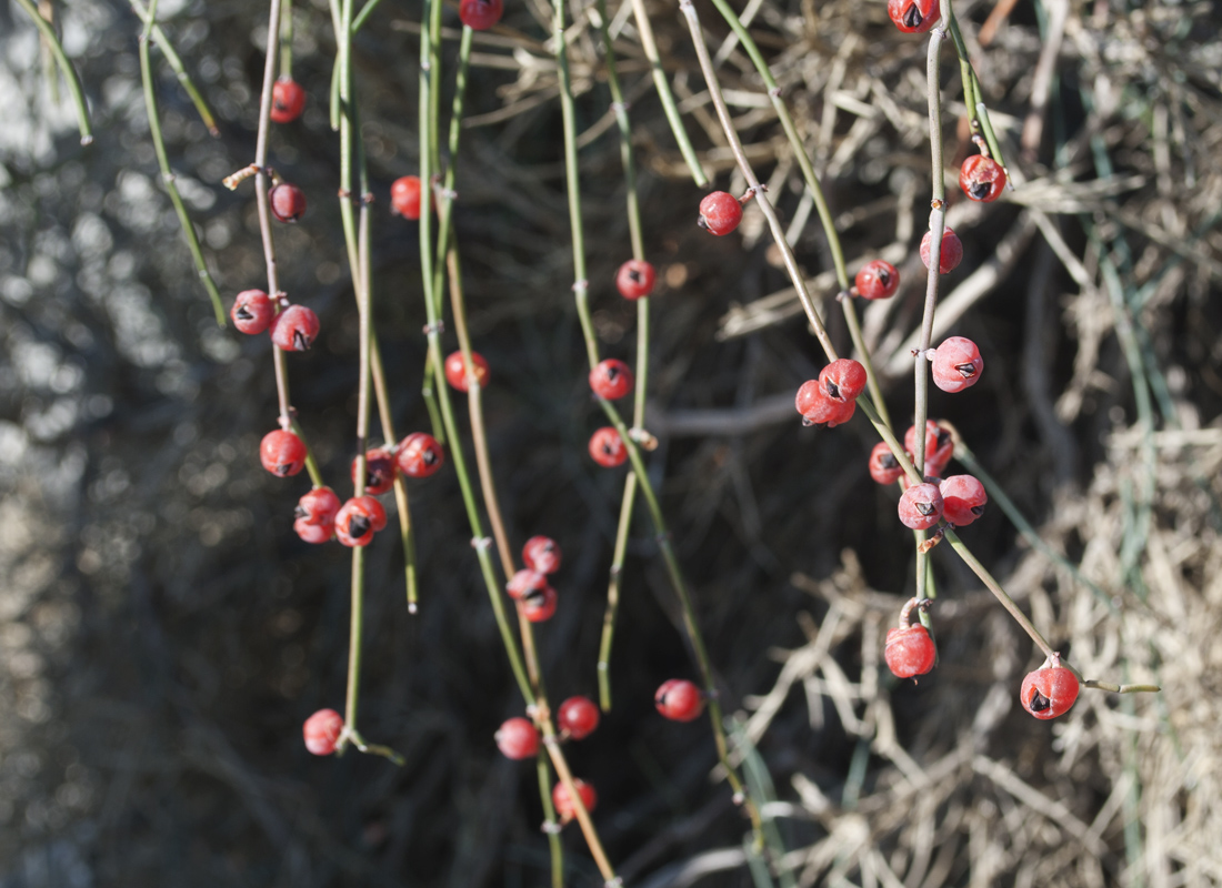 Изображение особи Ephedra foeminea.