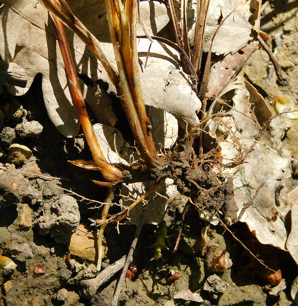 Image of Carex cuspidata specimen.