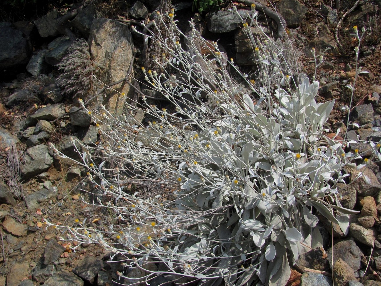 Image of Inula heterolepis specimen.