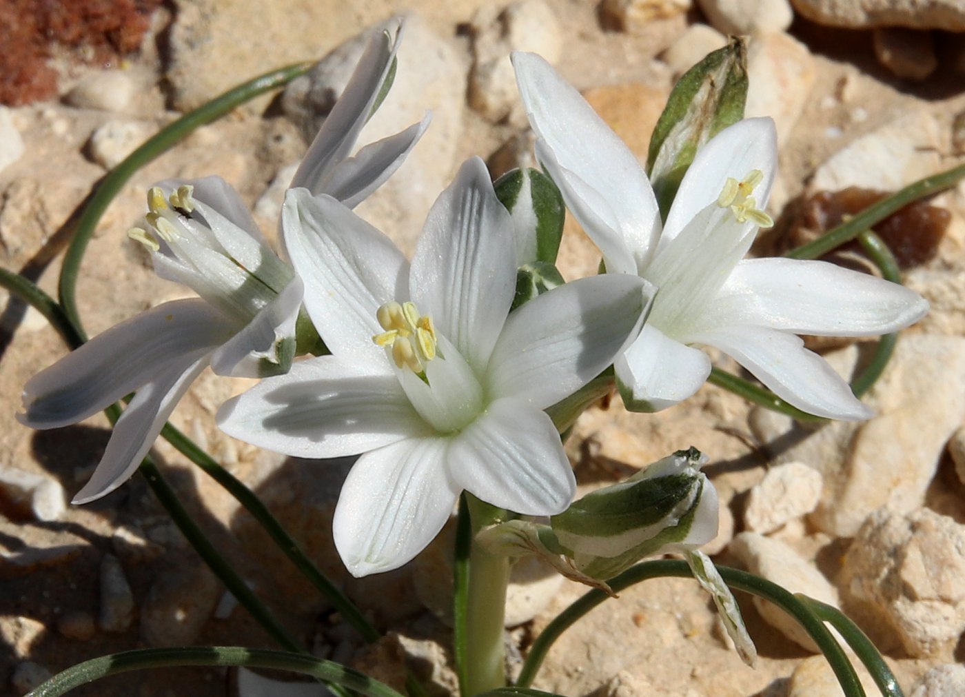 Изображение особи Ornithogalum trichophyllum.