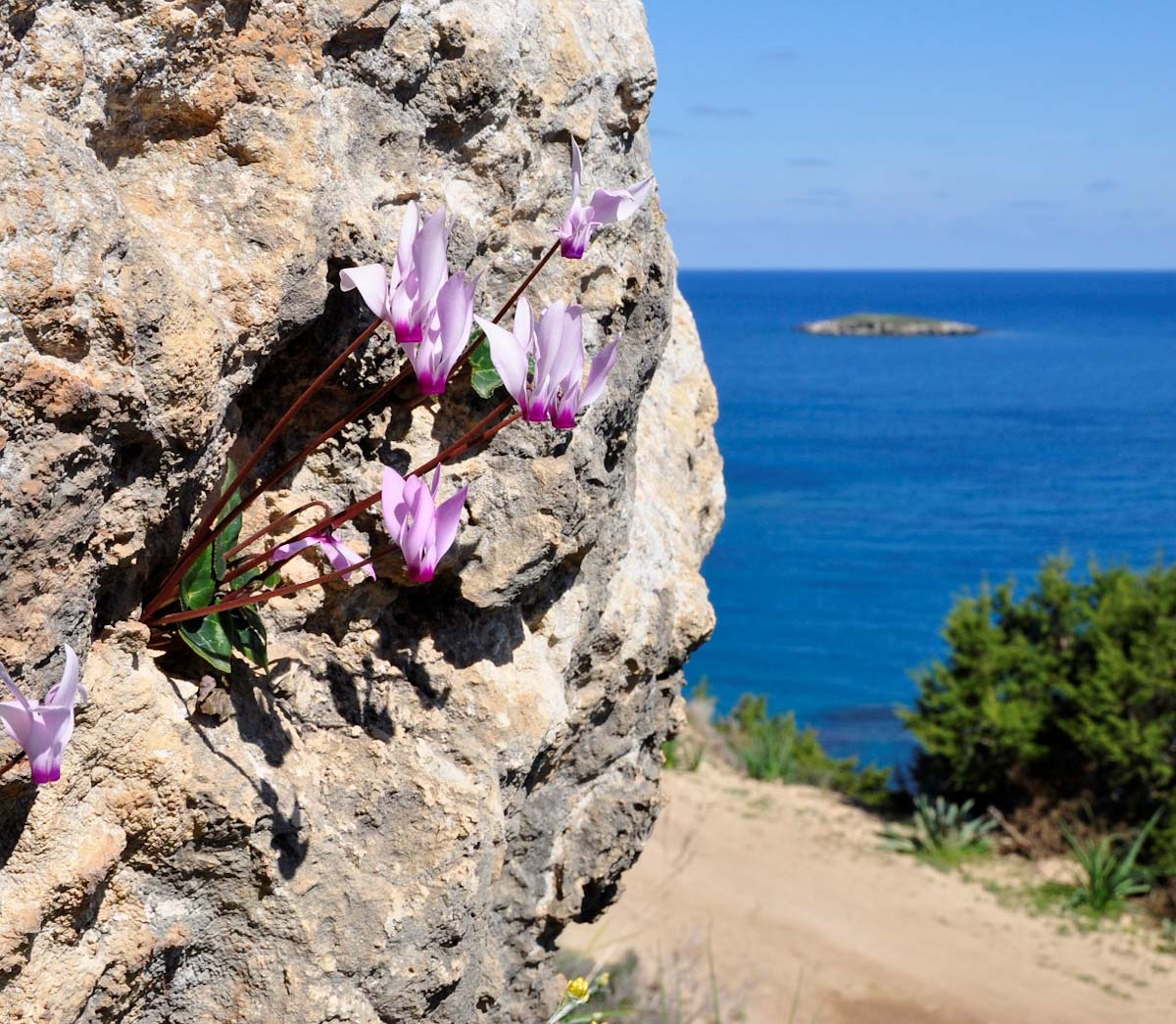 Image of Cyclamen persicum specimen.