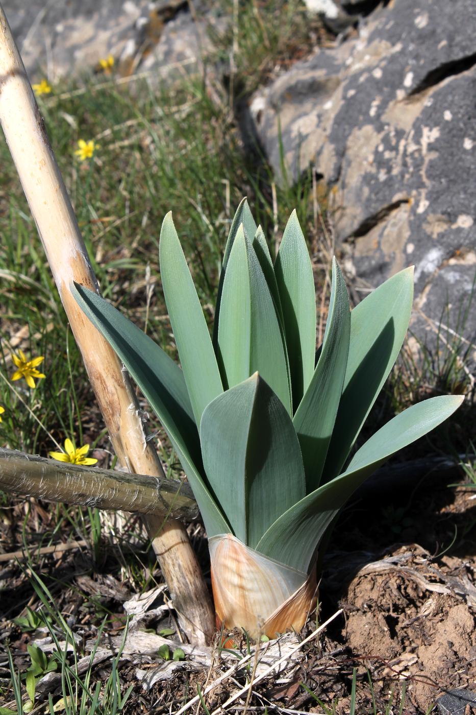 Image of Eremurus regelii specimen.