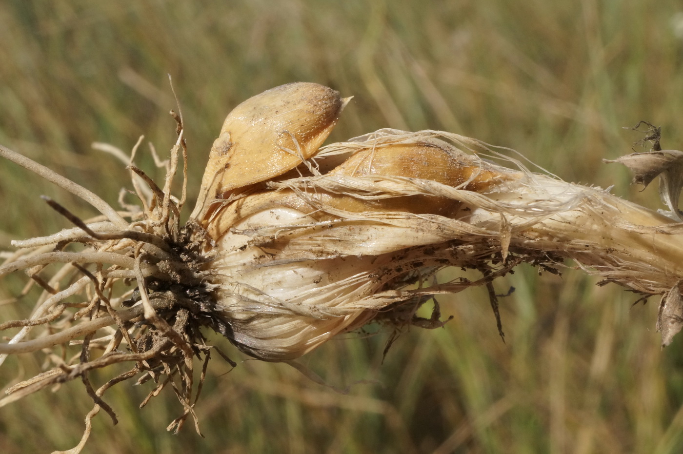 Image of Allium vineale specimen.