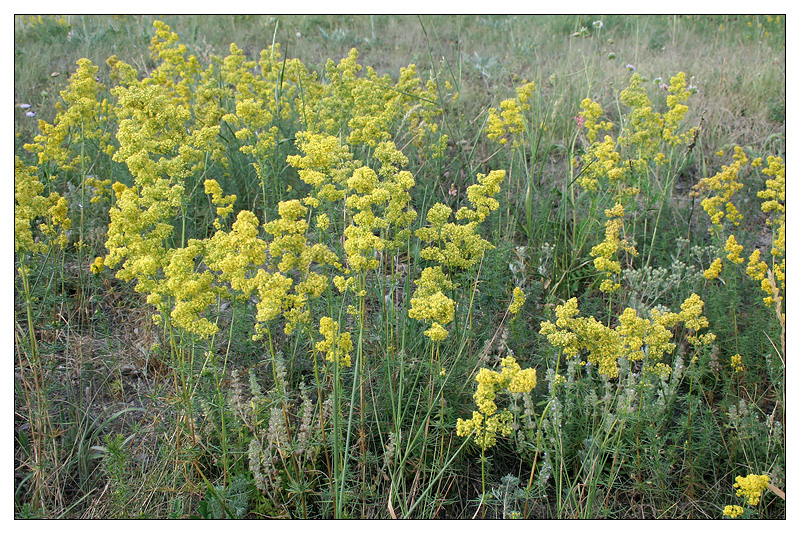 Изображение особи Galium verum.