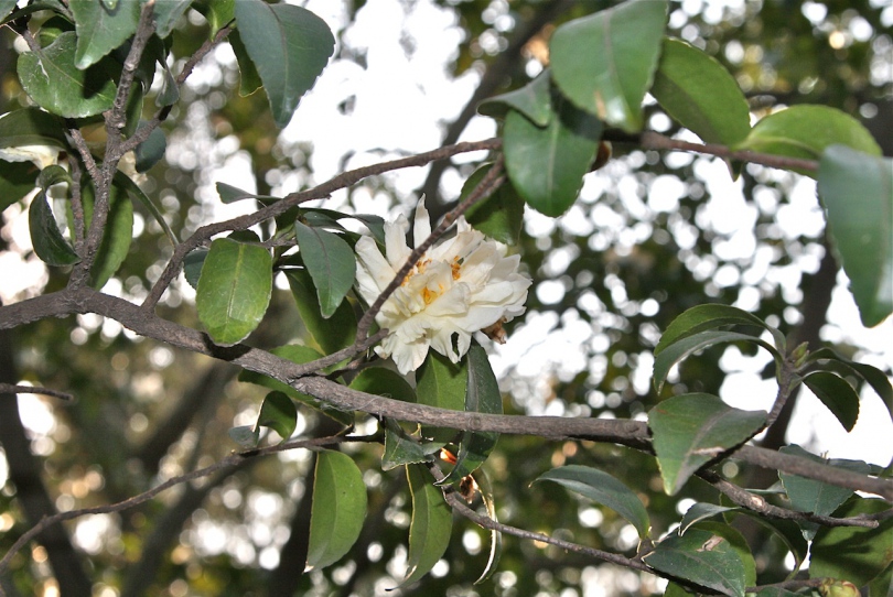 Image of Camellia sasanqua specimen.