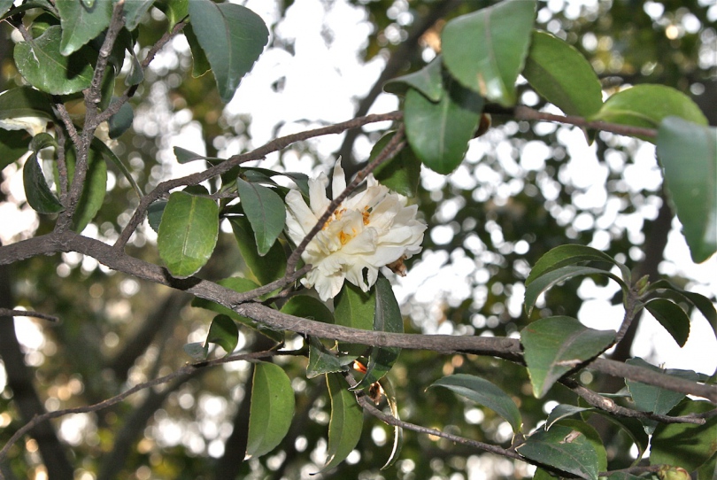 Изображение особи Camellia sasanqua.