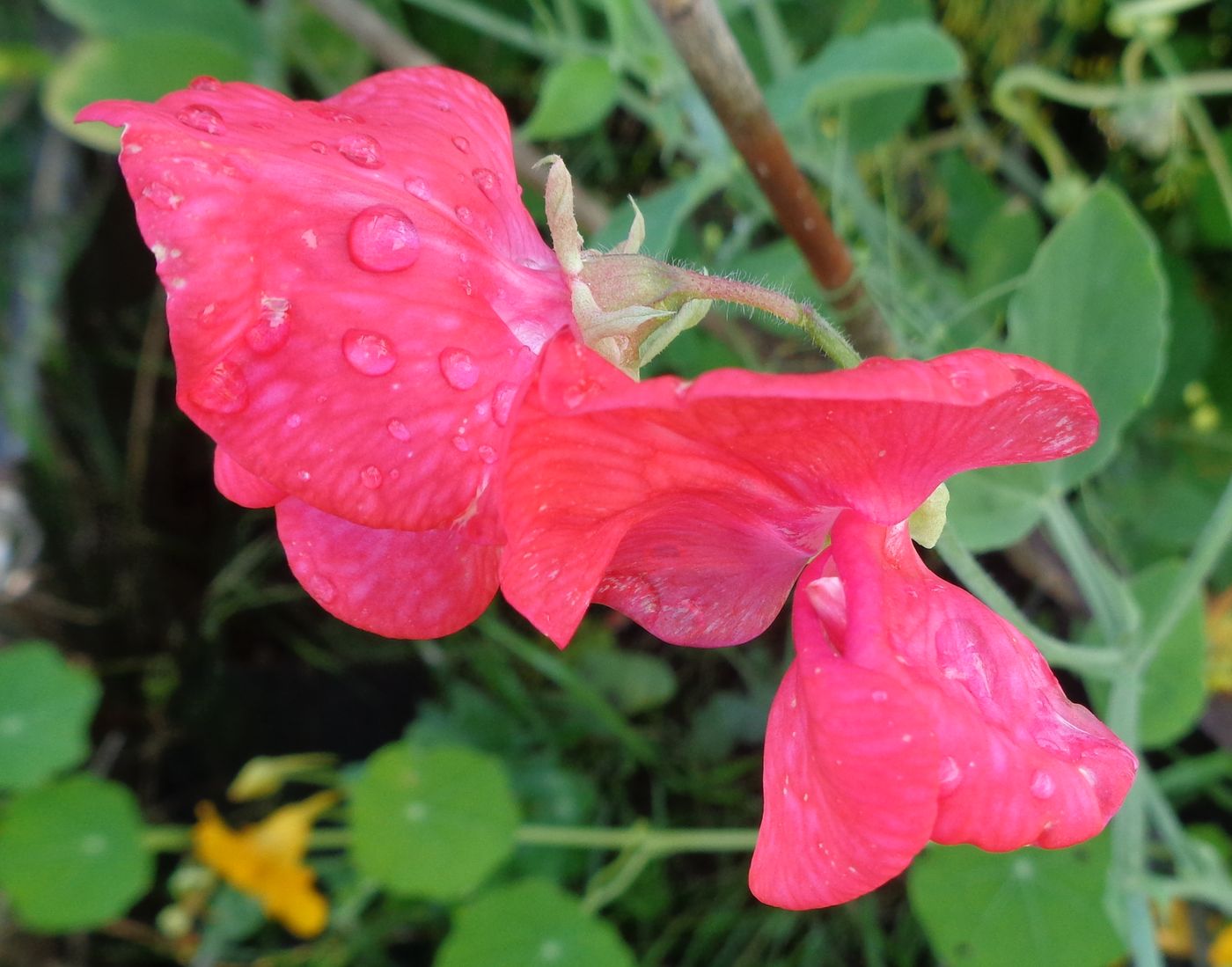 Изображение особи Lathyrus odoratus.