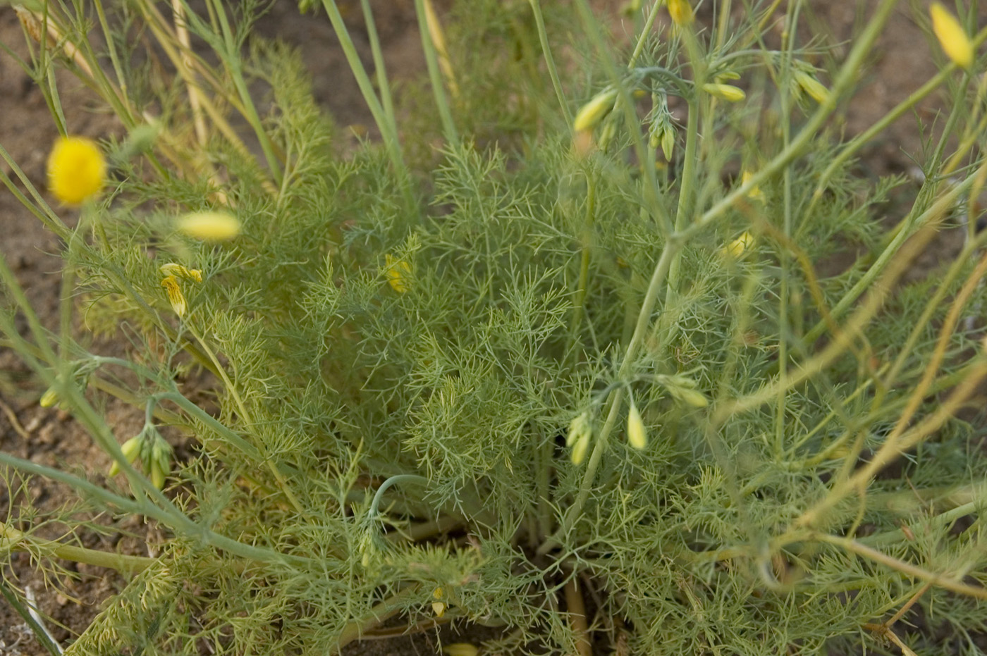 Image of Hypecoum erectum specimen.